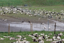 Pháp chứng kiến dịch cúm gia cầm bùng phát do virus lây lan trở lại ở Âu Châu