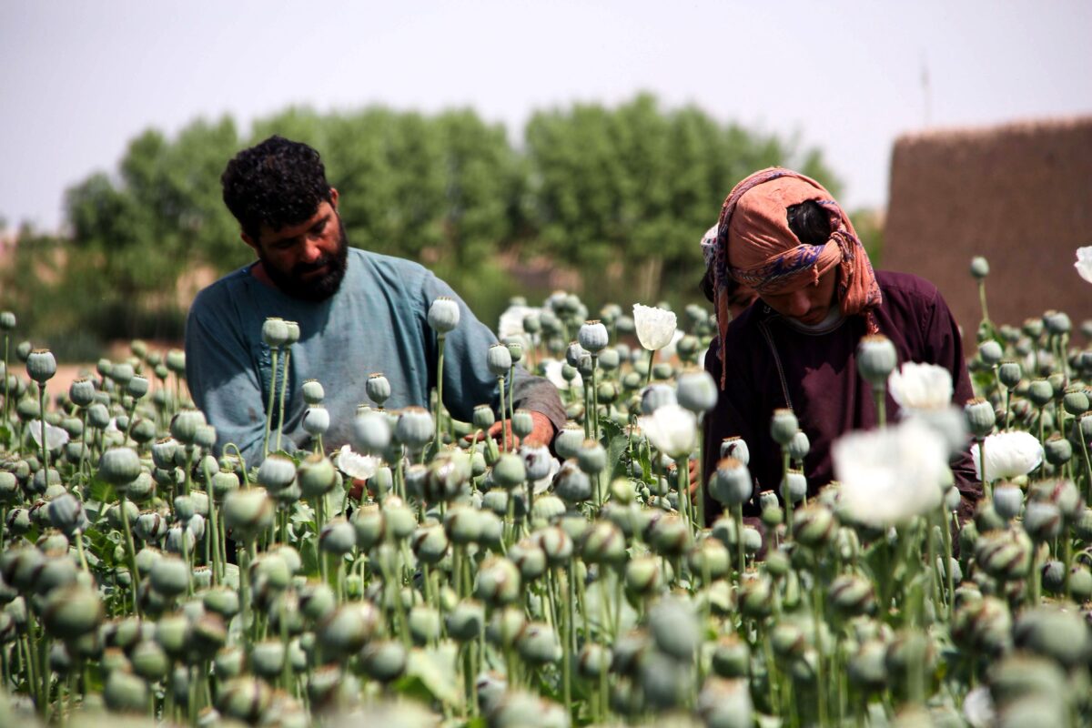Chuyên gia: Taliban có thể sẽ tiếp tục hoạt động buôn bán ma túy sinh lời ở Afghanistan