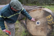 Nhập cảng gỗ ồ ạt của Trung Quốc là báo động đối với ngành lâm nghiệp toàn cầu