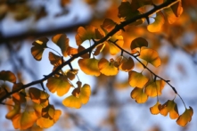 Bạch quả: Loài cây có sức sống phi thường