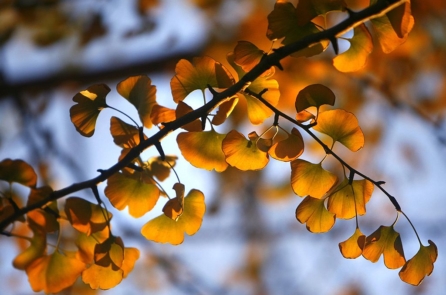 Bạch quả: Loài cây có sức sống phi thường