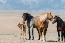 Khám phá một tiểu bang Nevada đích thực