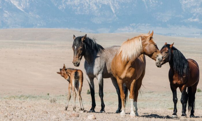 Khám phá một tiểu bang Nevada đích thực