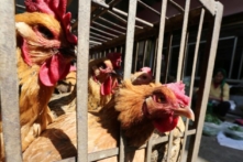 Trung Quốc: Quảng Đông báo cáo trường hợp đầu tiên nhiễm cúm gia cầm H5N6