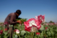 Ấn Độ thu giữ 2.7 tỷ USD Heroin từ Afghanistan giữa bối cảnh đánh chiếm Kabul hỗn loạn