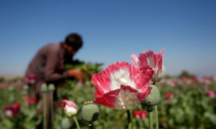 Ấn Độ thu giữ 2.7 tỷ USD Heroin từ Afghanistan giữa bối cảnh đánh chiếm Kabul hỗn loạn