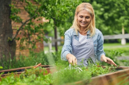 Ngò tây: Một nguồn dinh dưỡng dồi dào