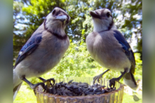 Một phụ nữ ở Michigan tự chế ‘Camera cho ăn’ để chụp cận cảnh các loài chim trong sân vườn