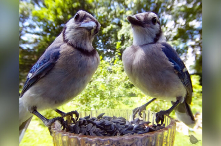 Một phụ nữ ở Michigan tự chế ‘Camera cho ăn’ để chụp cận cảnh các loài chim trong sân vườn