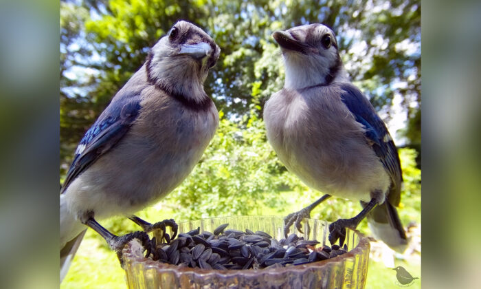 Một phụ nữ ở Michigan tự chế ‘Camera cho ăn’ để chụp cận cảnh các loài chim trong sân vườn