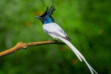 Bộ ảnh những chú chim thiên đường Ấn Độ tuyệt đẹp