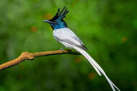 Bộ ảnh những chú chim thiên đường Ấn Độ tuyệt đẹp