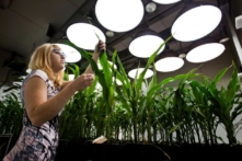 Tài nguyên mầm là một ‘quân cờ’ trong chiến lược vượt qua phương Tây của Trung Quốc