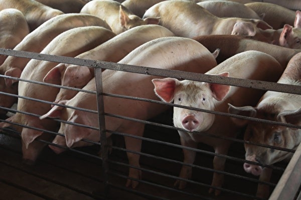 Trung Quốc: Các công ty ngành chăn nuôi heo thua lỗ nặng, giá cổ phiếu giảm mạnh