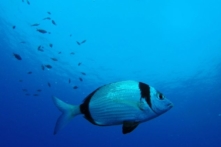 Cá nhiệt đới có thể nhận diện khuôn mặt người