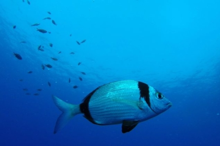 Cá nhiệt đới có thể nhận diện khuôn mặt người