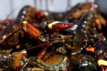 Tài khoản Twitter ủng hộ Trung Quốc tuyên bố COVID-19 bắt nguồn từ tôm hùm của Maine 