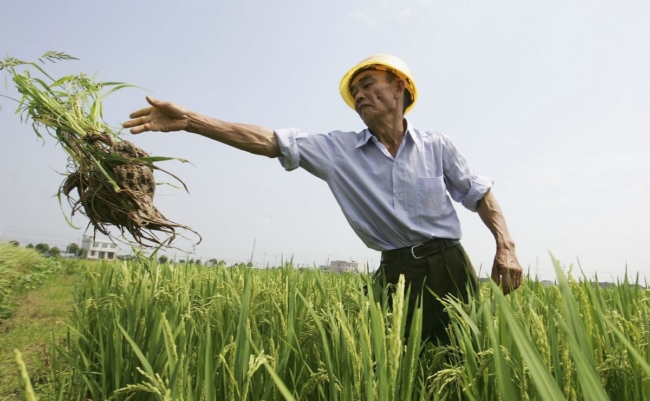 Trung Quốc đối mặt với vấn đề an ninh lương thực
