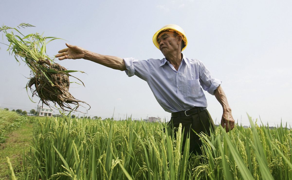 an ninh lương thực ở trung quốc