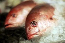 Ngành chỉnh sửa gene phát triển khi quy định thực phẩm nới lỏng