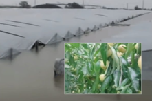 Thiểm Tây lũ lụt hoành hành, quê hương của táo tàu chịu ảnh hưởng nặng nề