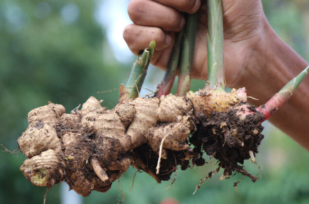 Bí quyết làm mềm thịt trong công thức sốt Teriyaki của cô Mary Hunt