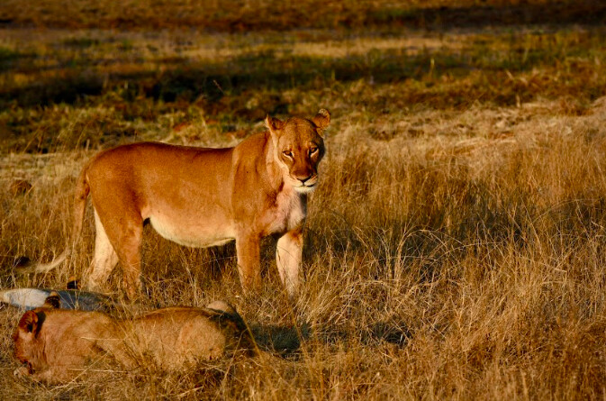 thế giới hoang dã ở Zimbabwe