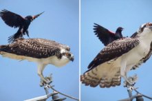 Chim két nhỏ ‘lượn lờ’ phía trên chú chim ưng biển đang cố ăn bữa trưa trong yên bình