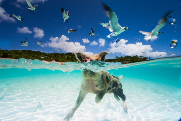 5 bãi biển tuyệt đẹp tại quần đảo Bahamas 