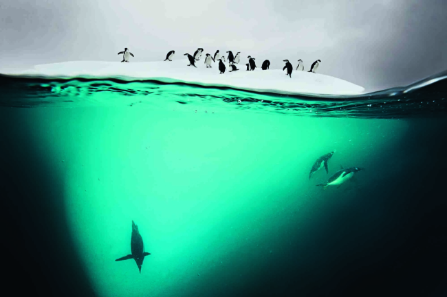 Đại dương tuyệt đẹp qua ống kính của nhiếp ảnh gia National Geographic
