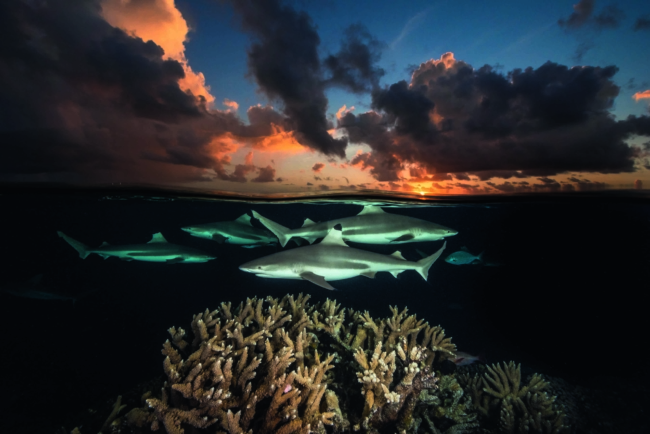 Đại dương tuyệt đẹp qua ống kính của nhiếp ảnh gia National Geographic