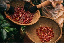 Việt Nam sáng 30/11: Giá heo hơi bất ngờ tăng mạnh, giá cà phê giảm sâu, nhiều nơi hạ du ở Phú Yên ngập lụt