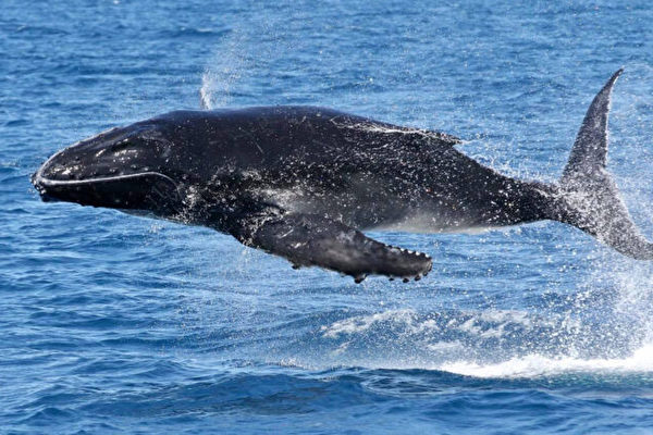 Úc: Cá voi lưng gù phi thân điêu luyện trên mặt nước ngay trước mắt du khách