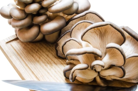 Nấm sò giàu dinh dưỡng và nhiều lợi ích sức khỏe