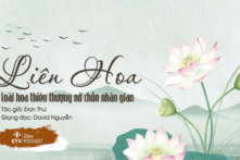 Liên hoa: Vì sao loài hoa nơi thiên thượng khai nở chốn nhân gian? | ETV Podcast