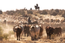 Thỏa thuận thương mại Úc-Anh xóa bỏ gần như tất cả các loại thuế quan cho hàng xuất cảng từ Úc