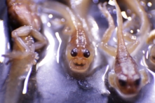 Xenobot: Robot sống từ tế bào có khả năng tự tái tạo