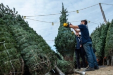 Cây thông Noel sẽ đắt hơn tới 30% trong năm nay