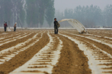 Ông Tập lo ngại thiếu lương thực giữa lúc giới truyền thông tung hô ‘mùa màng bội thu suốt 18 năm’