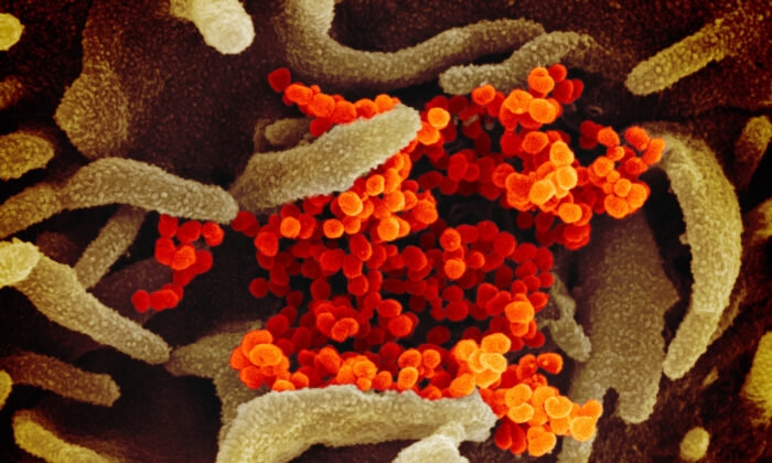 Những người có miễn dịch tự nhiên ít có nguy cơ tái nhiễm, mắc bệnh nặng do COVID-19
