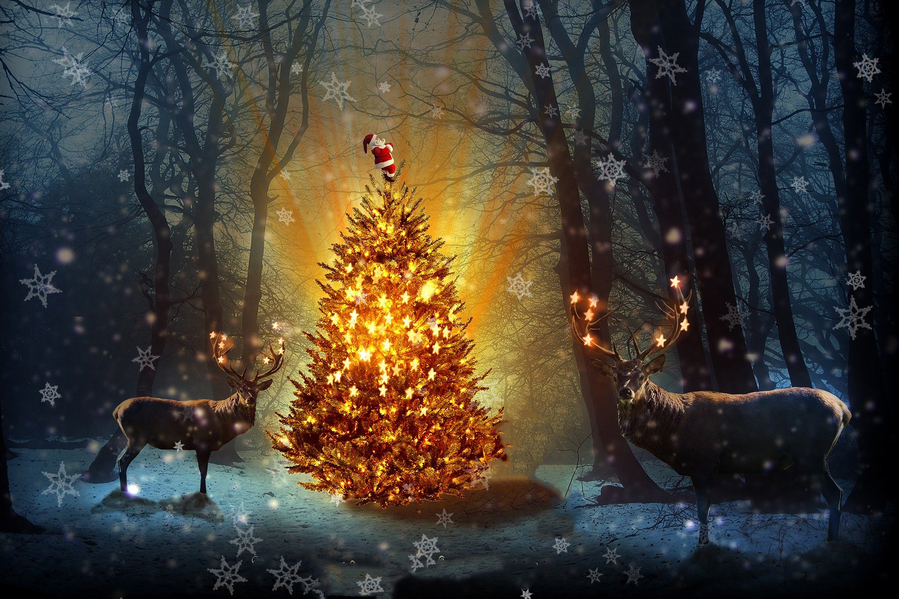 Sự ra đời của cây thông Noel