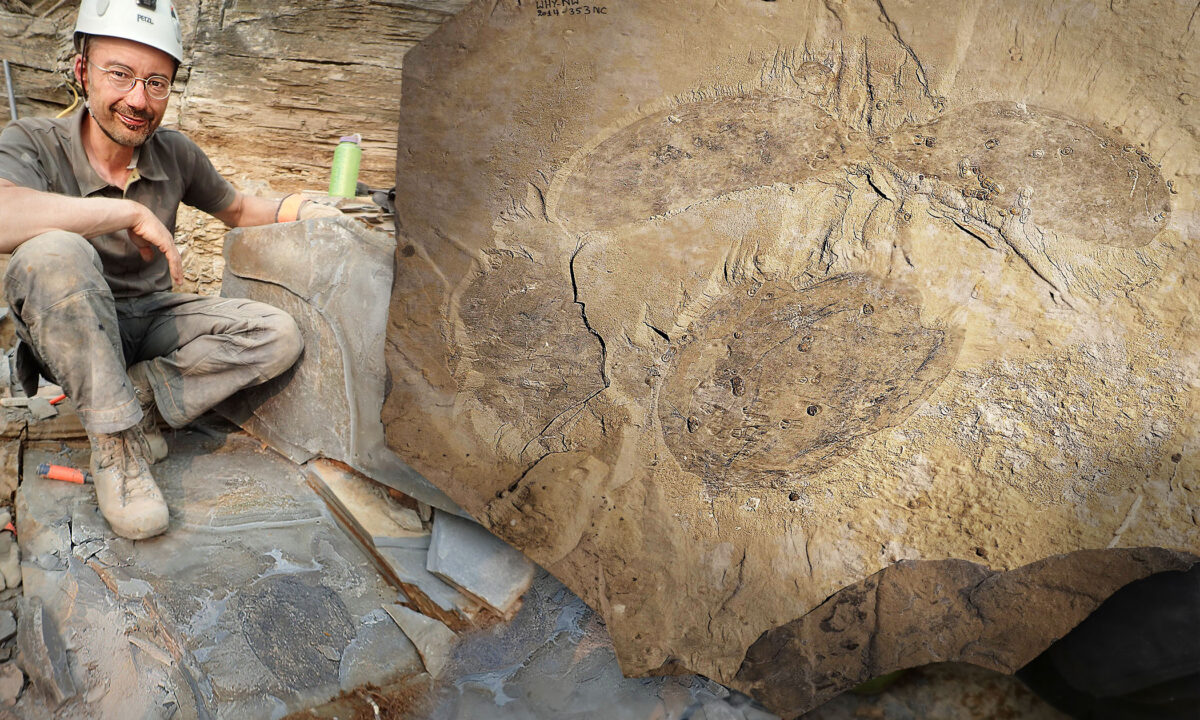 hóa thạch Titanokorys gainesi
