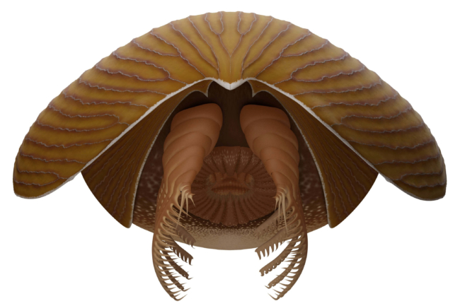 Mô hình gainesi của Titanokorys từ phía trước. (Ảnh: SWNS) 