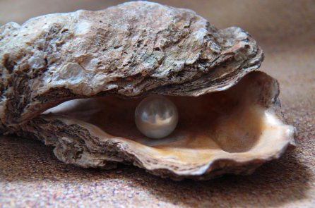 Gửi thế hệ tương lai: Khi hạt cát biến mình thành ngọc trai