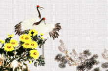 Hoa cúc: Biểu tượng của sức mạnh và bền bỉ