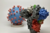 Miễn dịch sau cảm lạnh thông thường có thể chống lại virus COVID-19