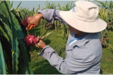 Việt Nam đang tồn kho hơn 100,000 tấn thanh long, hàng triệu tấn hoa quả nguy cơ ùn ứ