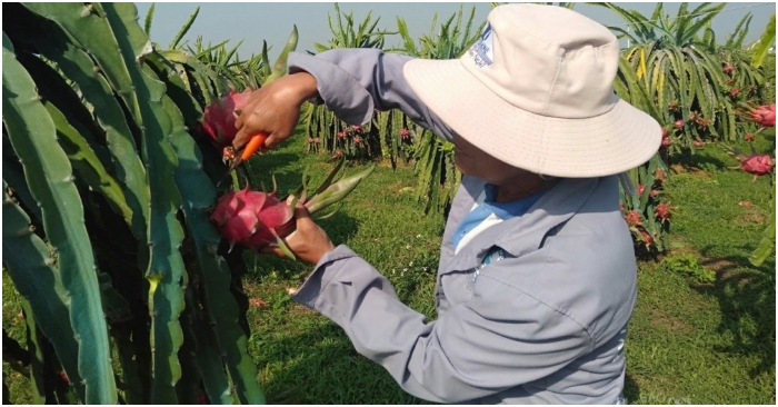 Việt Nam đang tồn kho hơn 100,000 tấn thanh long, hàng triệu tấn hoa quả nguy cơ ùn ứ