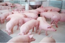 Campuchia dừng nhập cảng heo sống từ Việt Nam và Thái Lan