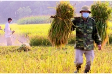 Sản lượng lúa 2021 tăng hơn triệu tấn, Việt Nam vẫn nhập 3.1 triệu tấn thóc từ Campuchia